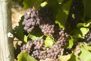 Mike&amp;#039;s pinot gris